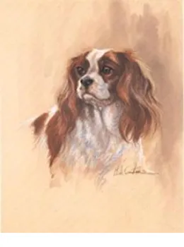 Cavalier King Charles (Head & Shoulders) - Print