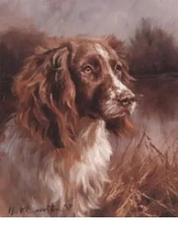 Springer Spaniel Head Study - Print