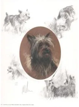 Oval Yorkshire Terrier - Print