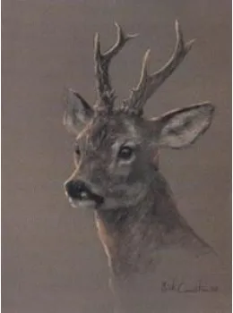 Head Of A Roe Deer - Print