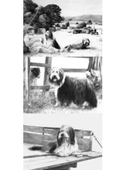 Done Balin' Set Of 3 - Print