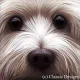 Larger Than Life - Westie ('Berkley') - Canvas - Box Canvas
