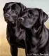 Two Of A Kind - Dark Wood Framed