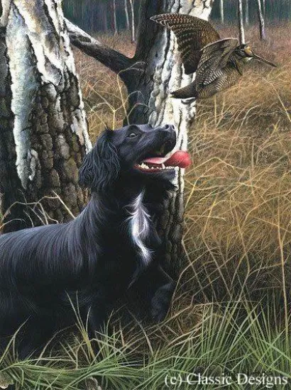 Cocker The Woods Cocker The Woods