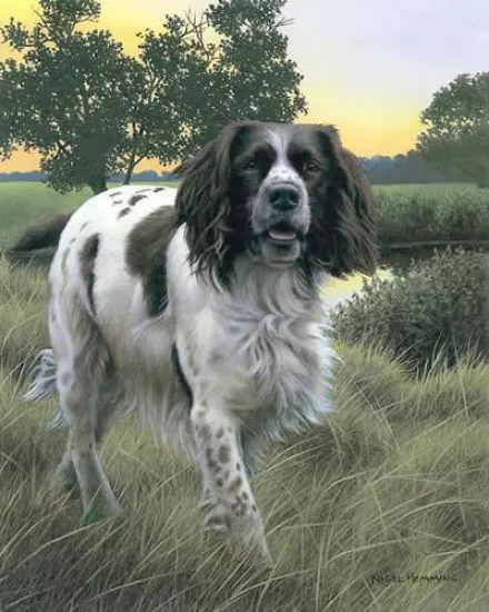 Spring Watch (Springer Spaniel)