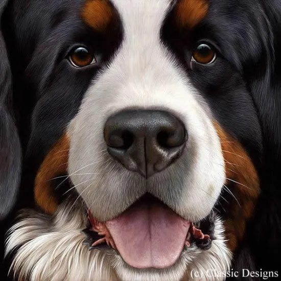 Larger Than Life - Bernese Larger Than Life - Bernese