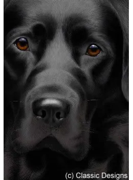 Larger Than Life - Black Labrador III - Paper - Print