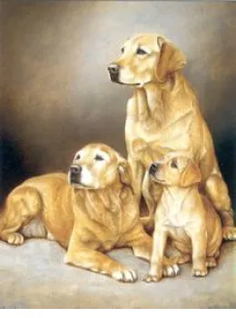 Generations - Yellow Labradors - Print