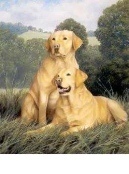 Yellow Labradors - Print