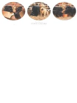 Puppy Galore (Triptych) - Large - Print