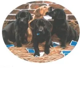 Card Sharps - Print