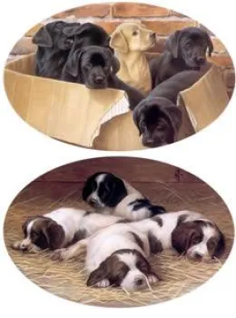 Boxed Set, Lazy Days & Dog Tales Book (3 Items) - Print