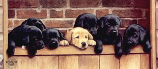 Seven Up - Labrador Puppies - Mounted