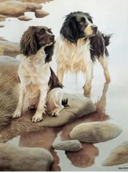 Wet And Dry - Springer Spaniels - Mounted