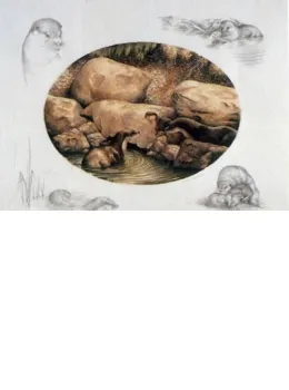 Otter Family - Mounted