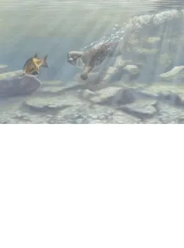 Trivial Pursuit - Otter & Fish - Mounted