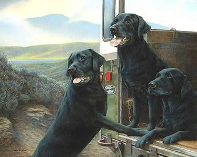 Wild Rovers