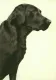 Just Dogs - Black Labrador - Dark Wood Framed