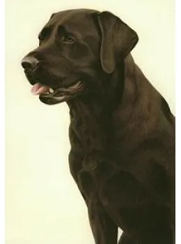 Just Dogs - Chocolate Labrador - Dark Wood Framed