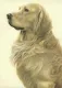 Just Dogs - Golden Retriever - Dark Wood Framed