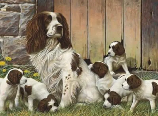 Dads Army (Springer Spaniels)