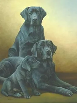Generations - Black Labradors - Print