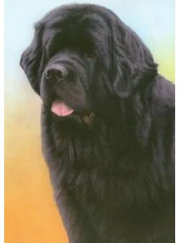 Just Dogs - Black Newfoundland - Print