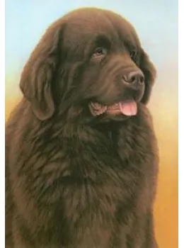 Just Dogs - Brown Newfoundland - Print