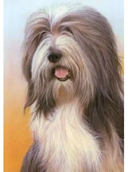 Just Dogs - Bearded Collie - Print
