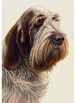 Just Dogs - Brown Roan Italian Spinone - Print