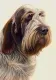 Just Dogs - Brown Roan Italian Spinone - Print