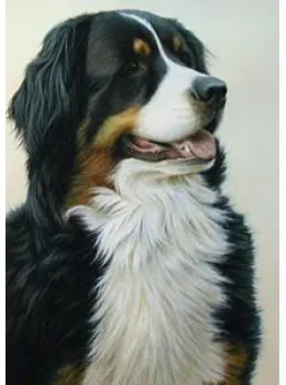 Just Dogs - Bernese Mountain Dog - Print
