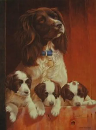 All Above Board (Springer Spaniels)
