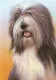 Just Dogs - Bearded Collie - Dark Wood Framed