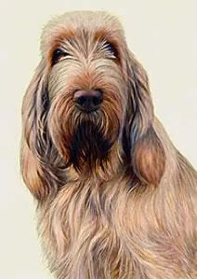 Just Dogs - White & Orange Italian Spinone