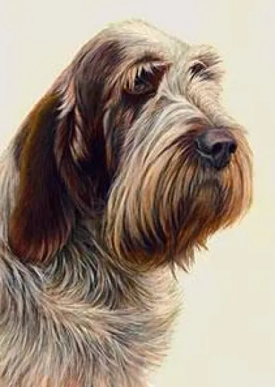 Just Dogs - Brown Roan Italian Spinone