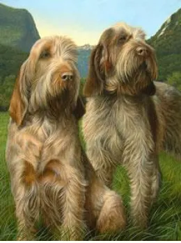 Latin Spirit - Spinone - Print