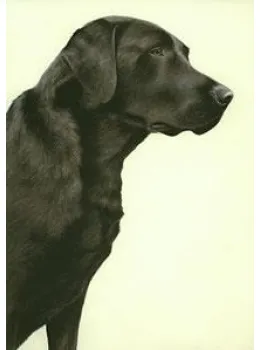Just Dogs - Black Labrador - Print