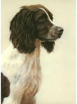 Just Dogs - Liver & White English Springer Spaniel - Print