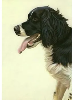 Just Dogs - Black & White English Springer Spaniel - Print