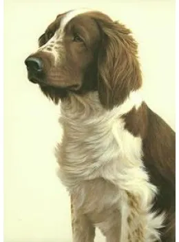Just Dogs - Welsh Springer Spaniel - Print
