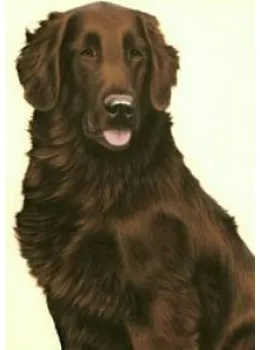Just Dogs - Liver Flat Coated Retriever - Print