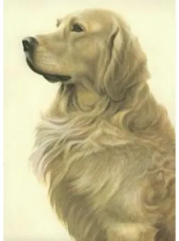 Just Dogs - Golden Retriever - Print