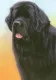 Just Dogs - Black Newfoundland - Original - Framed
