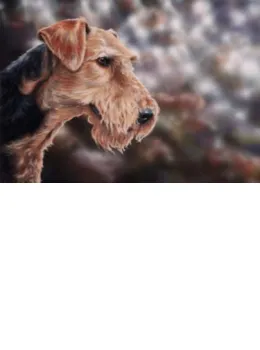 Airedale Terrier - Print only