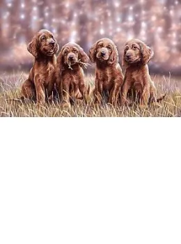 Setting Pretty - Irish Setters - Print