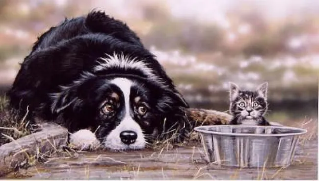 Collie Troubles