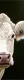 Gwyneth - A Glimpse - Mounted