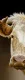 Goldie - A Glance - Box Canvas
