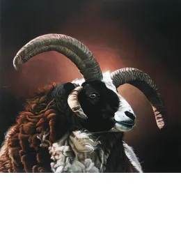 Ozzy - Jacobs Ram - Mounted